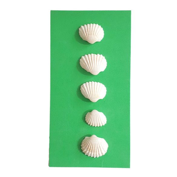 White shells for decoration